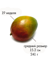 19 недель манго.jpg